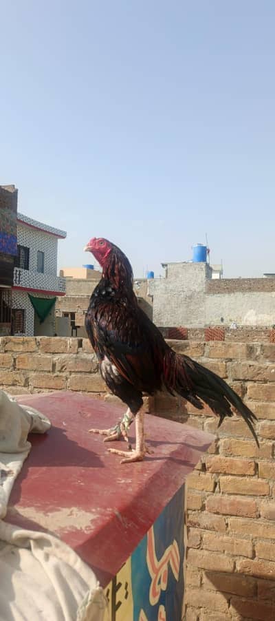 aseel pair pure mianwali eggs available 03145489284 Whatsapp no