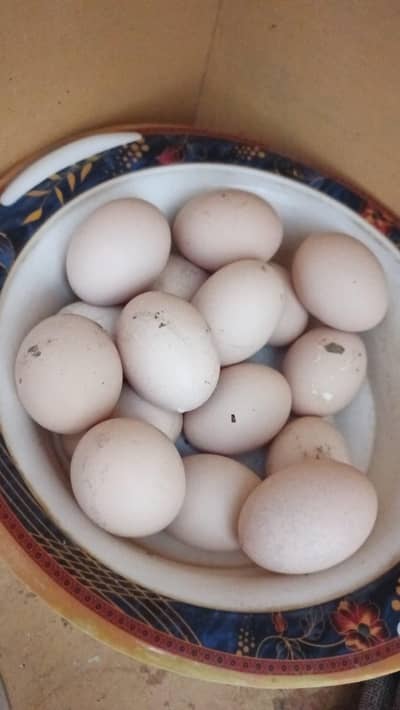 aseel  pure andhy dastiyab han 03145489284 Whatsapp no