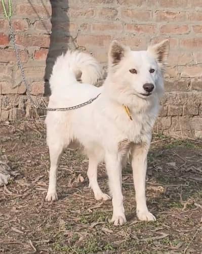 Russian male long hair full security guardian family dog for sale