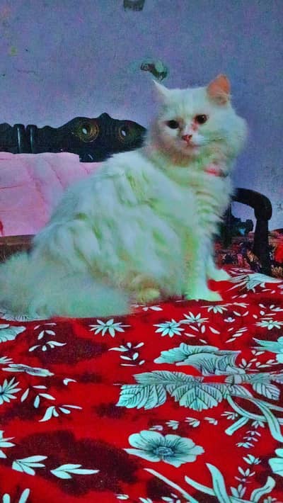 beautiful breeder cat in less price 03147670258
