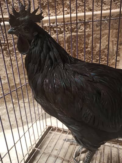 ayam cemani