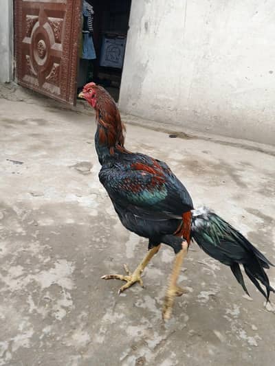 lakha healthy and active