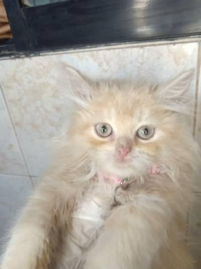 Persian kitten