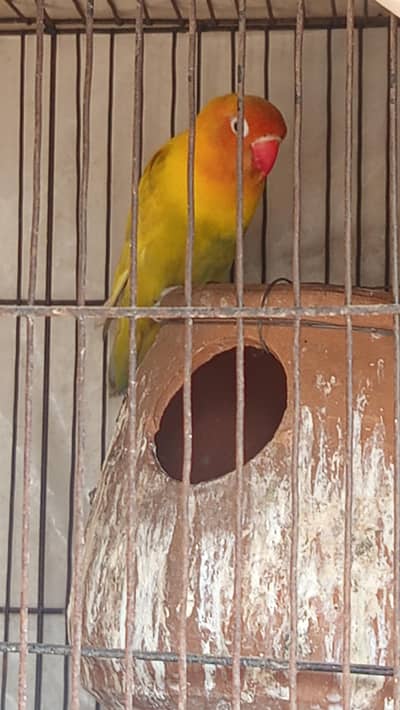 Four pair of birds with cages