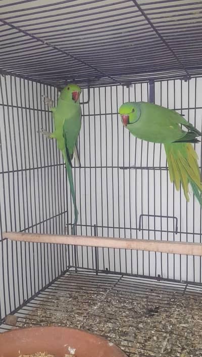 Ringnack breeder pair