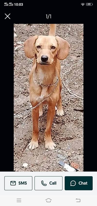 pointer female healthy and active and very loving