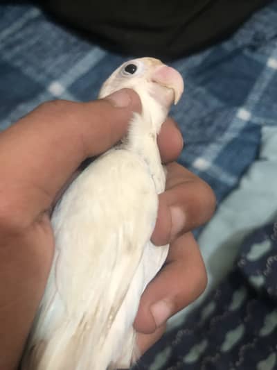 Dono female hain achi hain