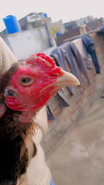 pure Panus pakoye pathsa