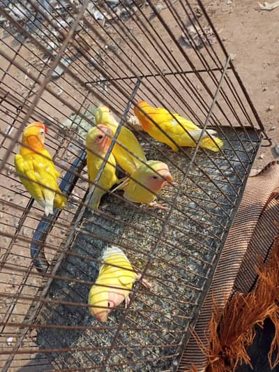 Love bird Latino & parsanata