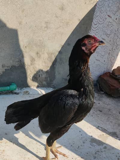 aseel Thai cross  murgi