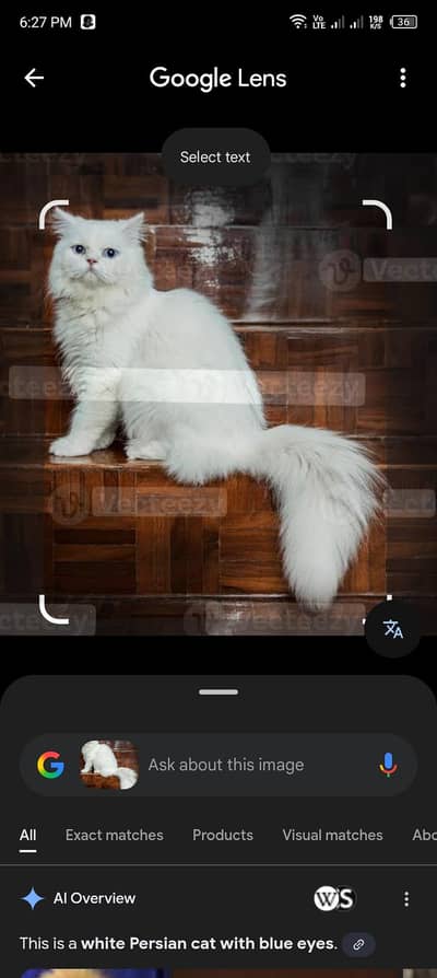 persian Cat | Cute | Kittien | Persian Kitten | Triple Coared | Cats