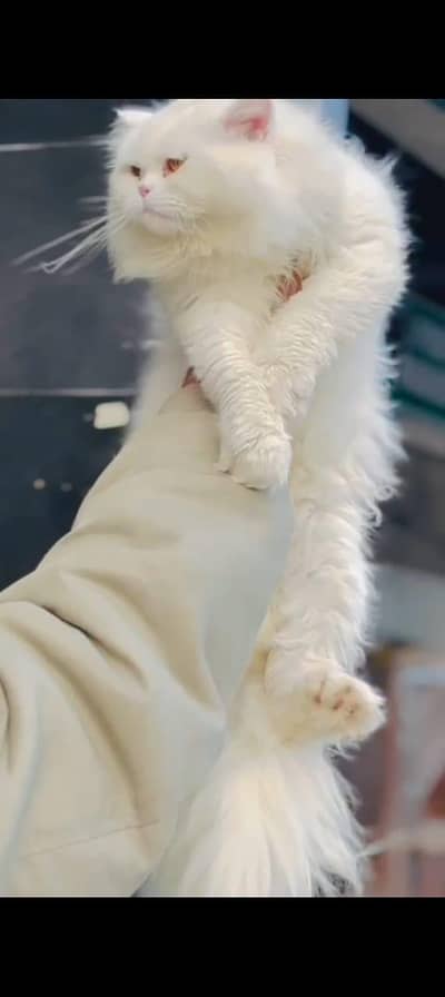 persian Cat | Cute | Kittien | Persian Kitten | Triple Coared | Cats