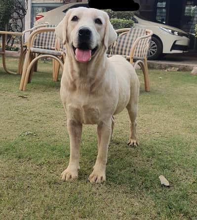 Pedigree Labrador Female