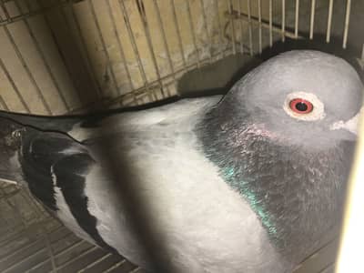 Pegion for sale 03139967229