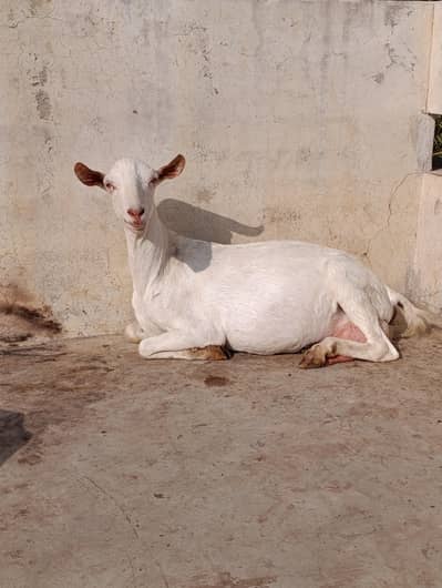 8 Daant Burberry Female