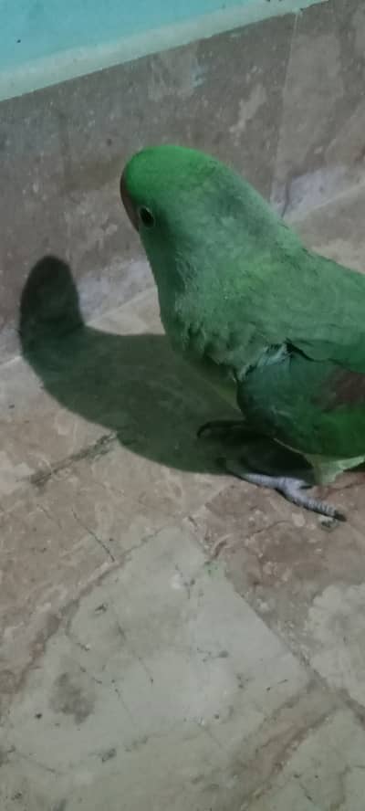 Tame and talking parrot for sale