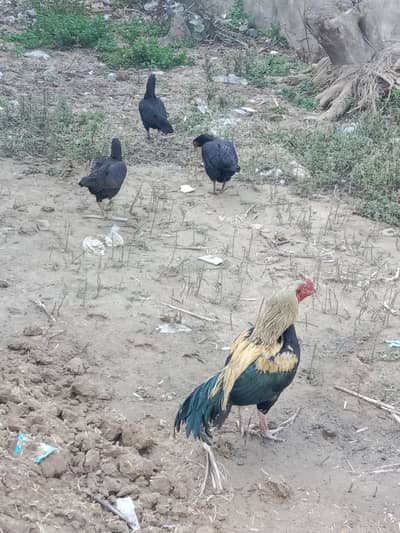 Aseel Murgha + 03 Murghian