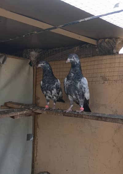 Teddy bachay ( Ch Sakhi Muhammed Bhatti)