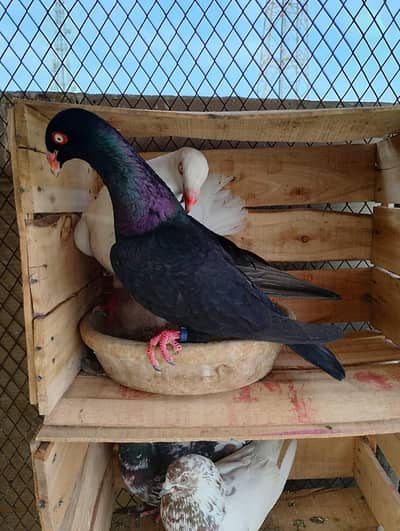 danish magpie k pair hai