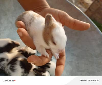 Bunny's for Sell