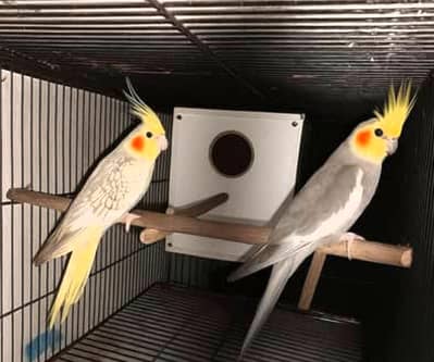 cocktail breading pair