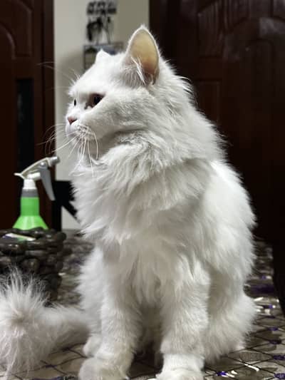 Persian Adult Female Cat  with His Male Kitten for Sale