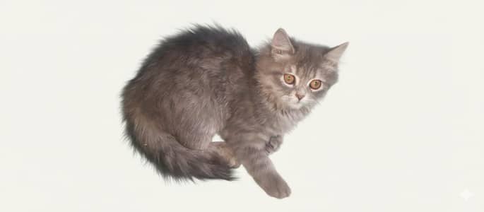 "Beautiful and Healthy Semi-Persian Kitten for Sale"
