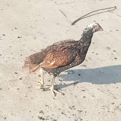 morgi  ya jo number li ka ha is number par rapta kar na 03015222447