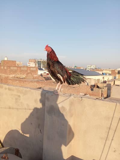 aseel Reza mianwali murg