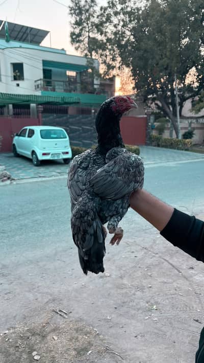 Panas Pakoyi Madi Egg laying