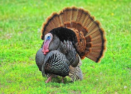black turkey male