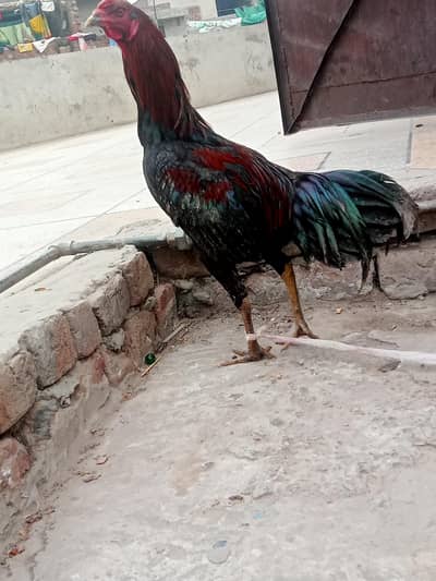 black aseel patha for sale