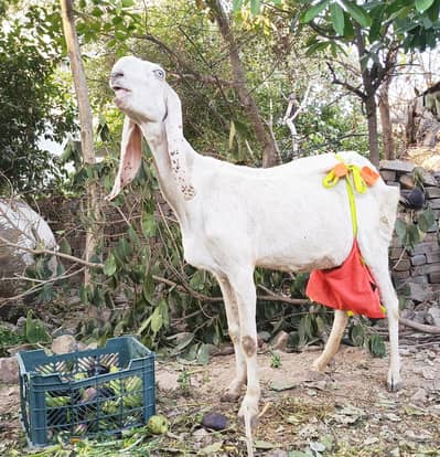 RAJANPURI GOAT WITH TWO KIDS FOR SALE