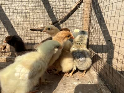 Golden Buff , White Buff, Aseel Thai Mix All Chicks Healthy and Active