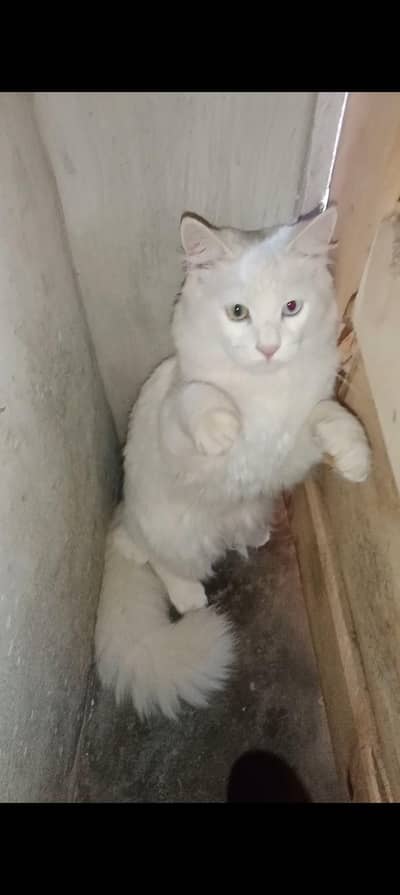 03052174110 contact number