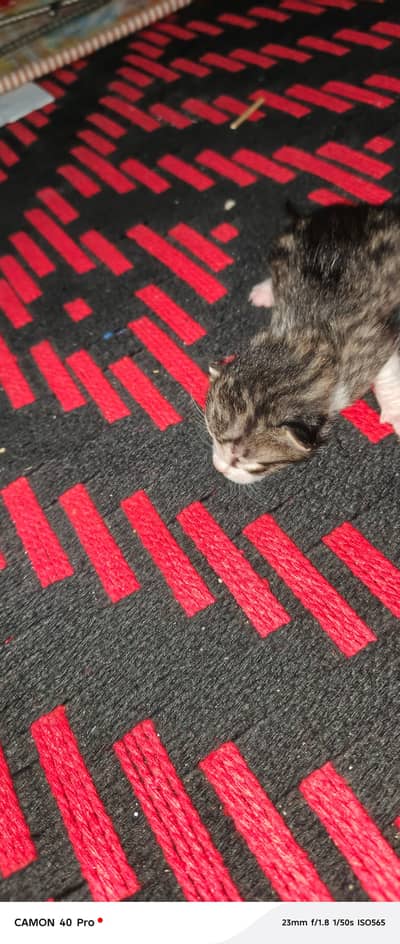 Persian kittens for sale