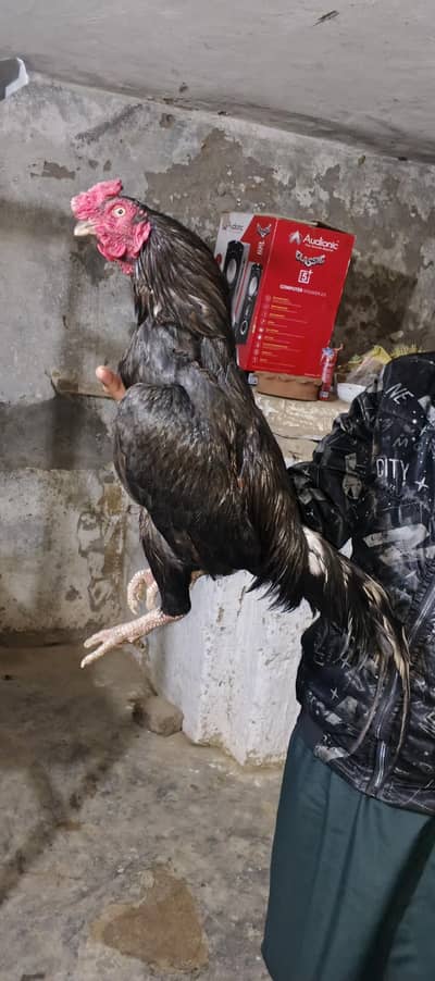 aseel topla black mushka