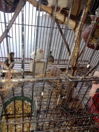  Breeder pair of Zebra finches