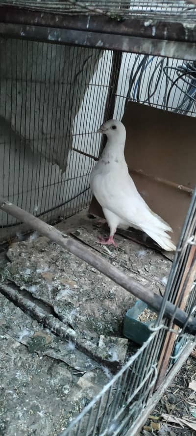 male German beauty pigeon