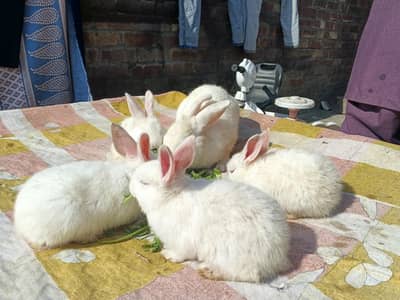 newzealand white rabbit 4kg