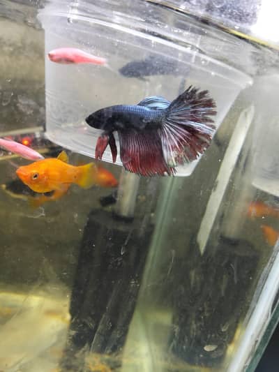 male beta fish