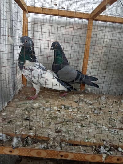 Pigeons Pair Available