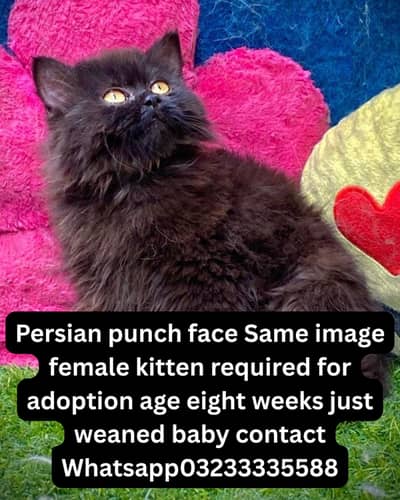 Persian punch face female kitten just as image needed for adoption