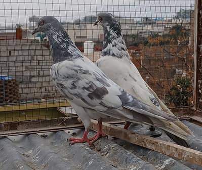 teedy   pair& salety kmngar pair