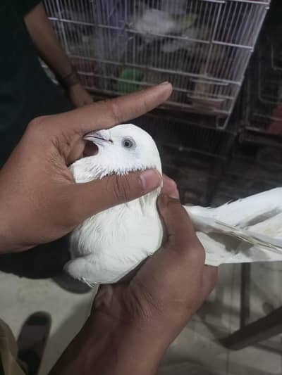 dono breeder male hai weshi male demand 4000 or kala zakh chena 2500