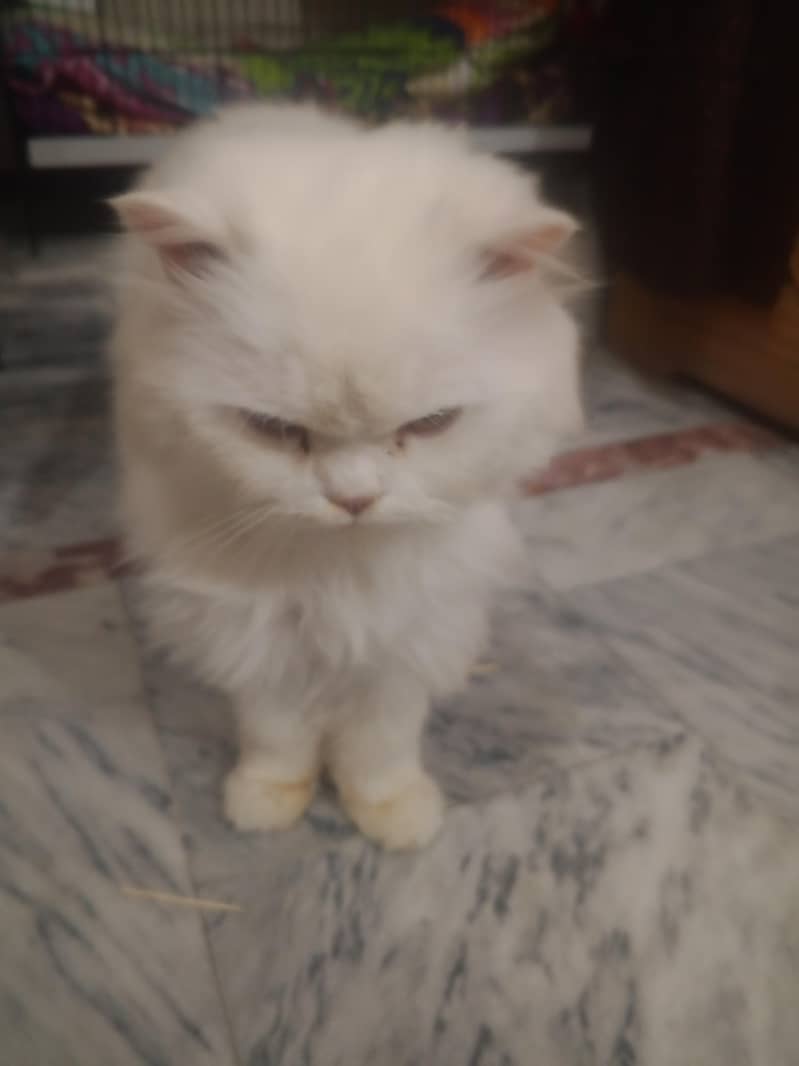 purshin tripel code 1