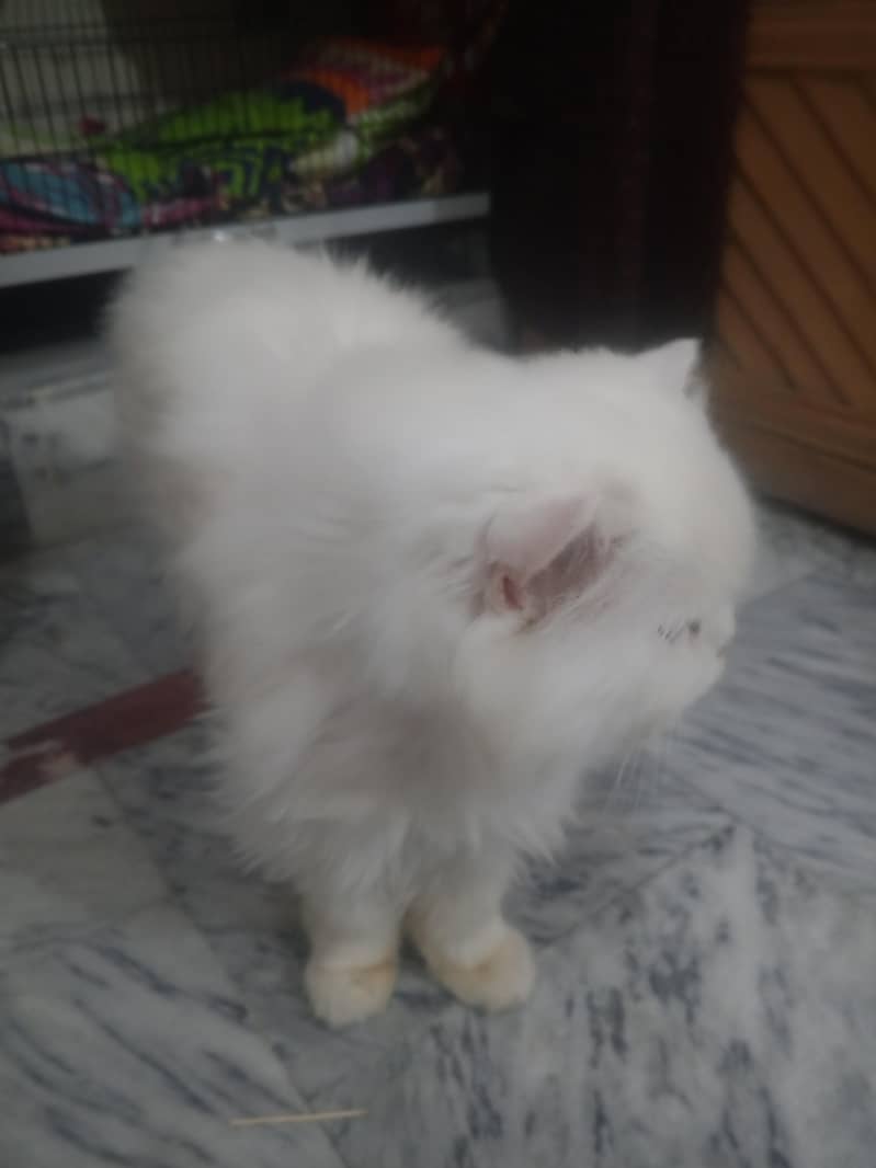 purshin tripel code 2