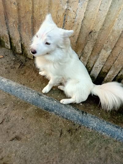 puppy dy kor da security dapara der zyat kha dy