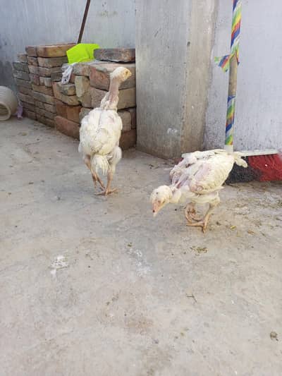 Aseel Chicks Heera Aseel  ( 03204661930 ) 2500 per Male