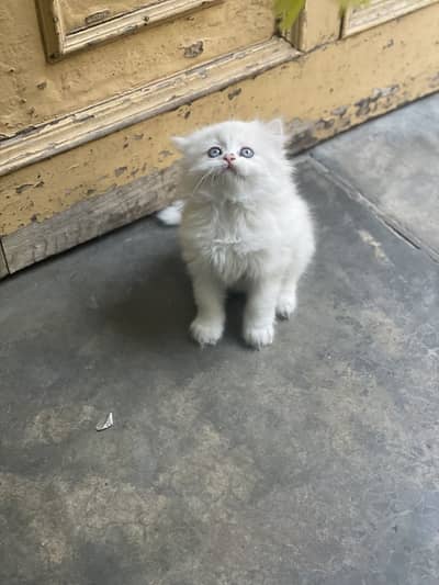 Persian kitten / Triple coated / 03247627801/ white kitten / blue eyes